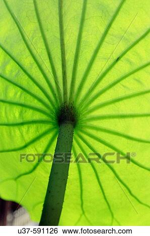 Stock Photograph - Lotus leaf in backlighting close-up.. Fotosearch