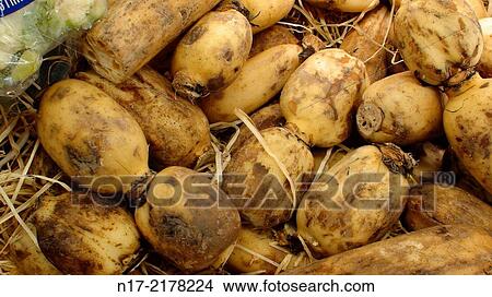 Lotus root: a common root of the market. View Large Photo Image Picture - Lotus root: a common root of the market.. Fotosearch