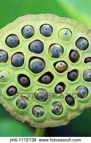 Lotus seed pod with seeds, Japan, Fukushima Prefecture, Fukushima View Large Photo Image Stock Photo - Lotus seed pod with seeds, Japan, Fukushima Prefecture, Fukushima. Fotosearch