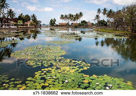 Stock Image - Lotus water lilies growing in the lagoon at Candi Dasa, Eastern Bali, Indonesia. Fotosearch