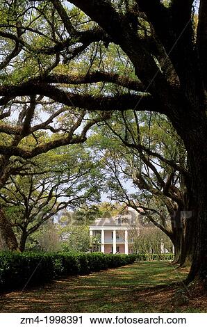 LOUISIANA, NEAR NEW ORLEANS, OAK ALLEY PLANTATION. View Large Photo Image Stock Image - LOUISIANA, NEAR NEW ORLEANS, OAK ALLEY PLANTATION.. Fotosearch