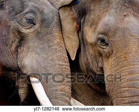 Loving elephants View Large Photo Image Stock Photograph - Loving elephants. Fotosearch