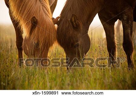 Loving horses Grundarfjordur, Iceland View Large Photo Image Stock Image - Loving horses Grundarfjordur, Iceland. Fotosearch