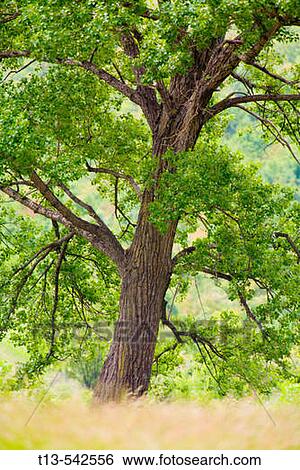Low angle distant photo of green grown tree View Large Photo Image Stock Photograph - Low angle distant photo of green grown tree. Fotosearch
