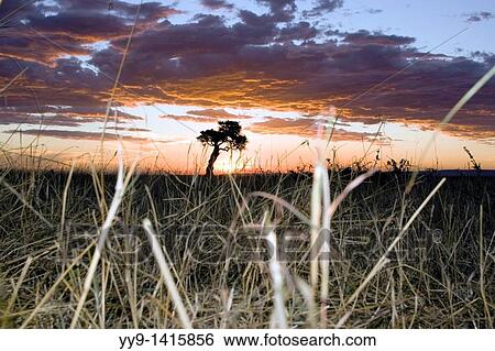 Stock Photograph - Low angle of sunset in the Mara - Masai Mara National Reserve, Kenya. Fotosearch