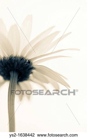 Low angle view of flower View Large Photo Image Stock Image - Low angle view of flower. Fotosearch
