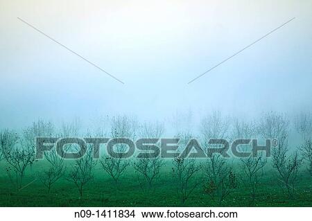 Low clouds over the forest View Large Photo Image Picture - Low clouds over the forest. Fotosearch