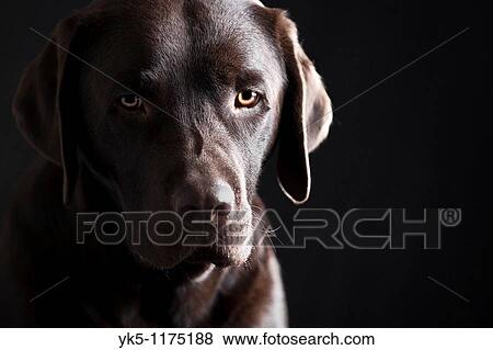 Stock Photo - Low Key Shot of a Sad Looking Chocolate Labrador Puppy. Fotosearch