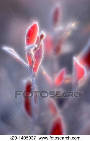 Lowbush Blueberry Vaccinium angustifolium Frosted autumn leaves View Large Photo Image Stock Photo - Lowbush Blueberry Vaccinium angustifolium Frosted autumn leaves. Fotosearch