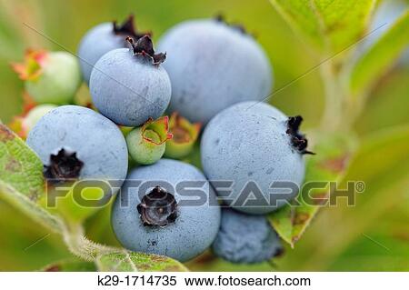 Lowbush blueberry Vaccinium augustifolium Ripe berries in a bumper crop, Greater Sudbury Lively, Ontario, Canada View Large Photo Image Stock Photography - Lowbush blueberry Vaccinium augustifolium Ripe berries in a bumper crop, Greater Sudbury Lively, Ontario, Canada. Fotosearch