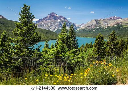 Lower Two Medicine Lake with flowers in Glacier National Park, Montana, USA. View Large Photo Image Stock Image - Lower Two Medicine Lake with flowers in Glacier National Park, Montana, USA.. Fotosearch