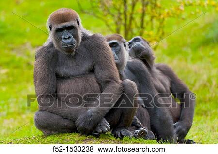 LOWLAND GORILLA Gorilla gorilla gorilla. View Large Photo Image Stock Photo - LOWLAND GORILLA Gorilla gorilla gorilla.. Fotosearch