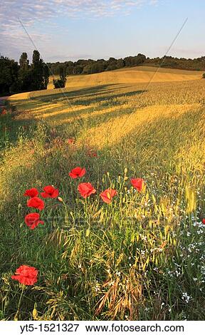 Lowlight over the rolling fields and countryside near Bewdley, Worcestershire, England View Large Photo Image Stock Photo - Lowlight over the rolling fields and countryside near Bewdley, Worcestershire, England. Fotosearch