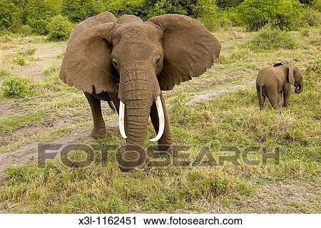 Stock Image - Loxodonta africana African elephant Manyara National Park Tanzania Africa. Fotosearch