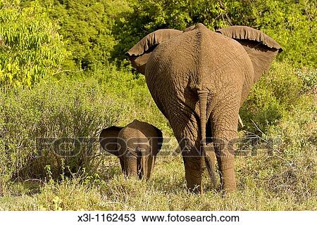 Stock Image - Loxodonta africana African elephant Manyara National Park Tanzania Africa. Fotosearch