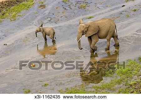 Stock Photography - Loxodonta africana African elephant Tarangire National Park Tanzania Africa. Fotosearch