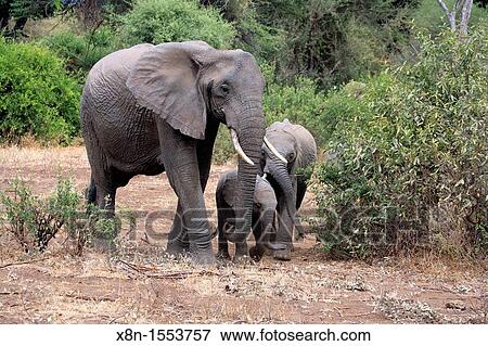 Loxodonta africana Elephant, Lake Manyara National Park, Tanzania View Large Photo Image Stock Photo - Loxodonta africana Elephant, Lake Manyara National Park, Tanzania. Fotosearch