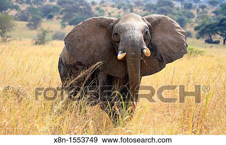 Loxodonta africana Elephant, Tarangire National Park, Tanzania View Large Photo Image Stock Photo - Loxodonta africana Elephant, Tarangire National Park, Tanzania. Fotosearch