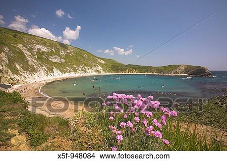 Lulworth Cove and Thrift Armeria maritima Dorset Uk View Large Photo Image Picture - Lulworth Cove and Thrift Armeria maritima Dorset Uk. Fotosearch