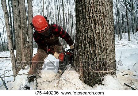 Lumbering hardwoods. Poconos, Pennsylvania. USA View Large Photo Image Stock Photograph - Lumbering hardwoods. Poconos, Pennsylvania. USA. Fotosearch