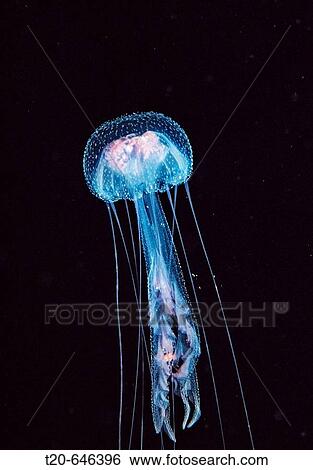 Stock Photograph - Luminescent jellyfish, Pelagia noctiluca, Sudan, Africa, Red Sea. Fotosearch