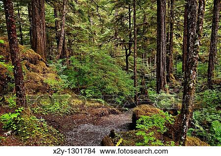 Picture - Lunch Creek hiking trail, Tongass National Forest, Ketchikan, Inside Passage AK, Alaska, USA Largest national forest in the USA. Fotosearch