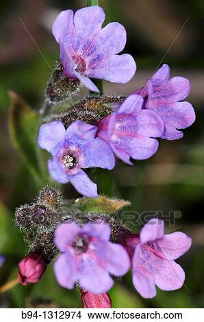 Lungworts flowers, Pulmonaria officinalis. Fam. Boraginaceae. Osseja. Languedoc Roussillon. Pyr? n? es Orientales. France. View Large Photo Image Picture - Lungworts flowers, Pulmonaria officinalis. Fam. Boraginaceae. Osseja. Languedoc Roussillon. Pyr? n? es Orientales. France.. Fotosearch