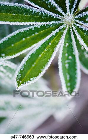 Lupin Leaves Covered with Frost. Lupinus x regalis. November 2007, Maryland, USA View Large Photo Image Stock Image - Lupin Leaves Covered with Frost. Lupinus x regalis. November 2007, Maryland, USA. Fotosearch