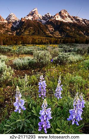 Stock Image - Lupine flowers in front of the Teton Range in Grand Teton National Park.. Fotosearch