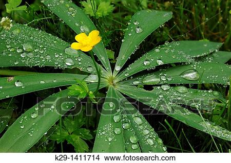 Lupine leaves, buttercup and raindrops View Large Photo Image Picture - Lupine leaves, buttercup and raindrops. Fotosearch