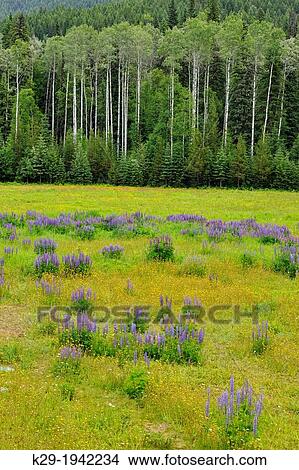 Lupines and aspens in the Mountain View meadows, Mt. Robson Provincial Park, British Columbia, Canada. View Large Photo Image Picture - Lupines and aspens in the Mountain View meadows, Mt. Robson Provincial Park, British Columbia, Canada.. Fotosearch