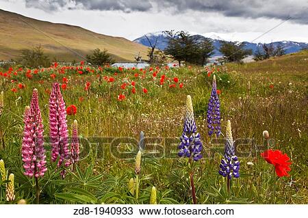 lupinos. torres paine national park View Large Photo Image Stock Image - lupinos. torres paine national park. Fotosearch
