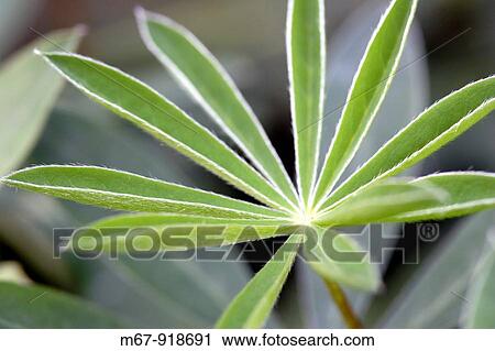 Stock Image - Lupinus - Lupin leaves close up England UK. Fotosearch