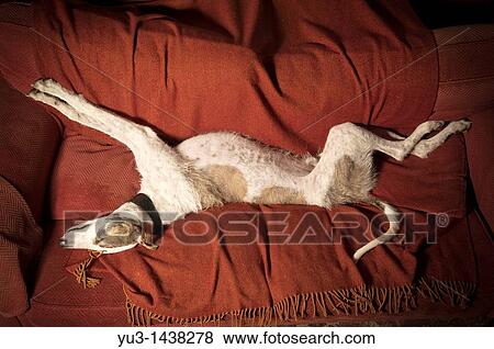 Lurcher greyhound-cross lying on a sofa View Large Photo Image Stock Photo - Lurcher greyhound-cross lying on a sofa. Fotosearch