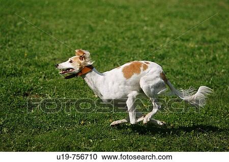 Stock Image - Lurcher running. Fotosearch