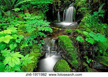 Lush groundcover and creek along the east fork of the Quinault River, Quinalt Rain Forest, Olympic National Park, Washington USA. View Large Photo Image Stock Image - Lush groundcover and creek along the east fork of the Quinault River, Quinalt Rain Forest, Olympic National Park, Washington USA.. Fotosearch