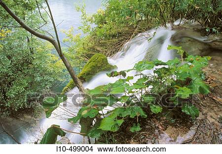 Picture - Lush vegetation is abundant as are waterfalls in the Plitvice Lakes National Park. Croatia. Fotosearch