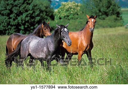 Lusitano Horse, Herd standing in Meadow View Large Photo Image Picture - Lusitano Horse, Herd standing in Meadow. Fotosearch