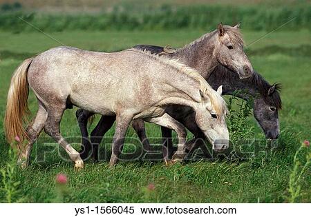 Lusitano Horse, Herd standing in Meadow View Large Photo Image Stock Photography - Lusitano Horse, Herd standing in Meadow. Fotosearch
