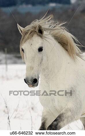 Lusitano horse in snow. Sweden View Large Photo Image Stock Image - Lusitano horse in snow. Sweden. Fotosearch