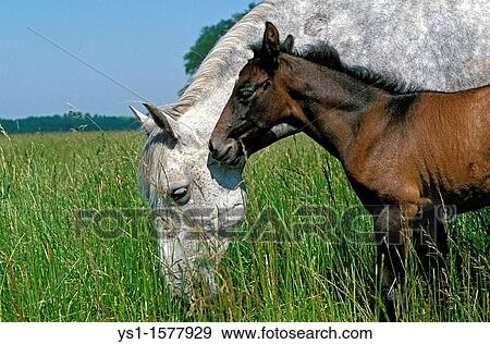 Lusitano Horse, Mare with Foal standing in Meadow View Large Photo Image Stock Photo - Lusitano Horse, Mare with Foal standing in Meadow. Fotosearch