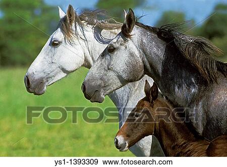 Lusitano Horse, Mare with Foal View Large Photo Image Stock Photo - Lusitano Horse, Mare with Foal. Fotosearch