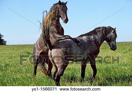 Lusitano Horse, Pair Mating in Meadow View Large Photo Image Stock Image - Lusitano Horse, Pair Mating in Meadow. Fotosearch