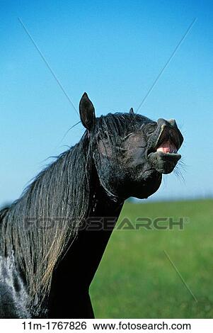 Lusitano Horse, Stallion in Flehmen View Large Photo Image Stock Photograph - Lusitano Horse, Stallion in Flehmen. Fotosearch