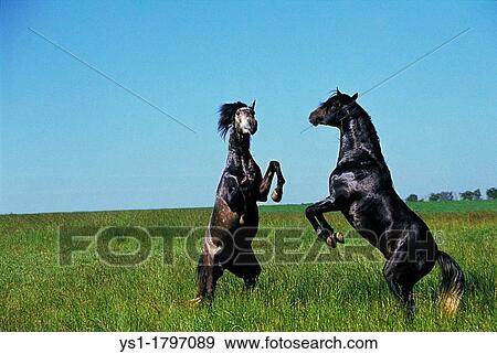 Stock Photo - Lusitano Horse, Stallions fighting. Fotosearch