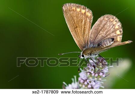 Stock Photo - Lycaenidae butterfly, Grammos mt., NW Greece. Fotosearch