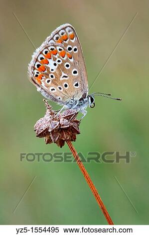 Lycaenidae - Polyommatus icarus View Large Photo Image Stock Photography - Lycaenidae - Polyommatus icarus. Fotosearch