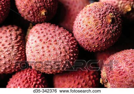 Lychee nut (Litchi chinensis). South China View Large Photo Image Stock Photograph - Lychee nut (Litchi chinensis). South China. Fotosearch