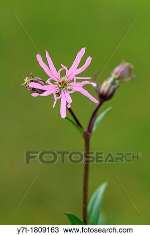 Stock Image - Lychnis? Little Robin?. Fotosearch