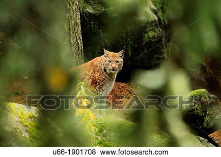 Lynx, H? lsingland, Sweden. View Large Photo Image Stock Photo - Lynx, H? lsingland, Sweden.. Fotosearch